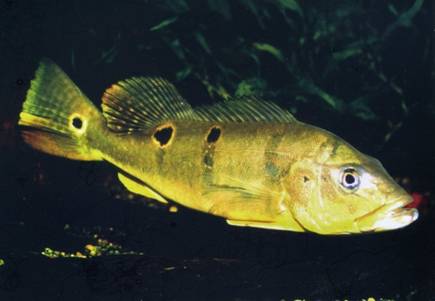 american cichlids no2